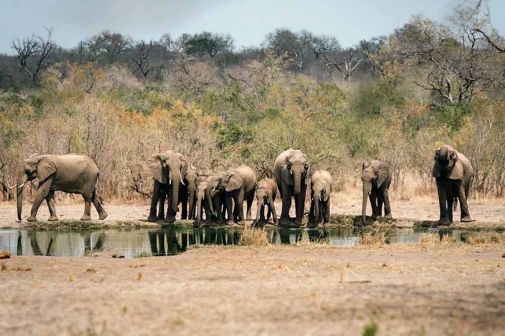 Elephant Happy Hour