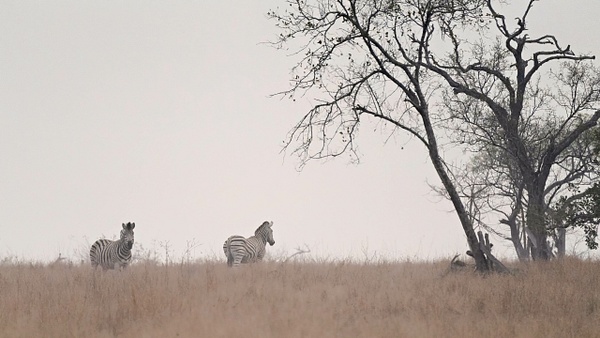 Across The Plain - A Glimpse of Africa - Jeff Marcowitz Photography