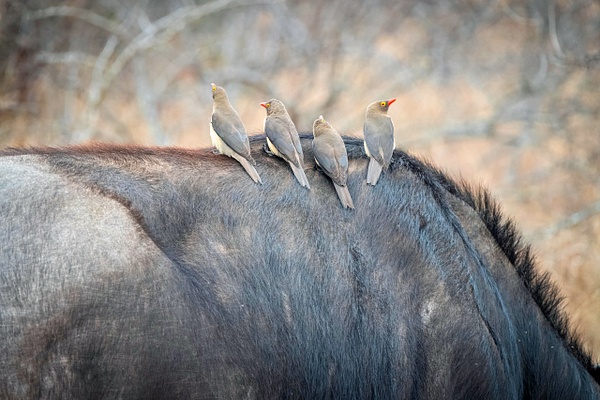Symbiotic Relationship - A Glimpse of Africa - Jeff Marcowitz Photography