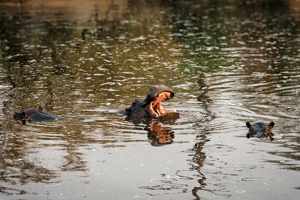 Yawn 3 - A Glimpse of Africa - Jeff Marcowitz Photography