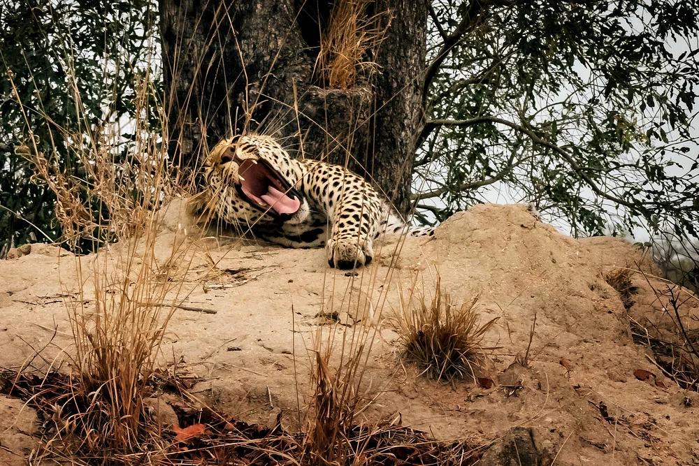 Yawn 2
