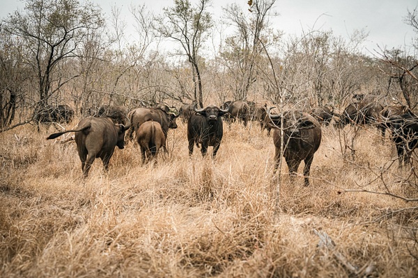 Think Twice - A Glimpse of Africa - Jeff Marcowitz Photography