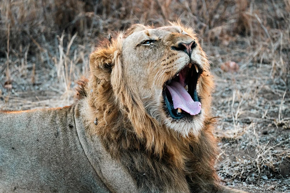 Yawn 1