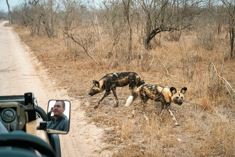 Wild Dog Chase