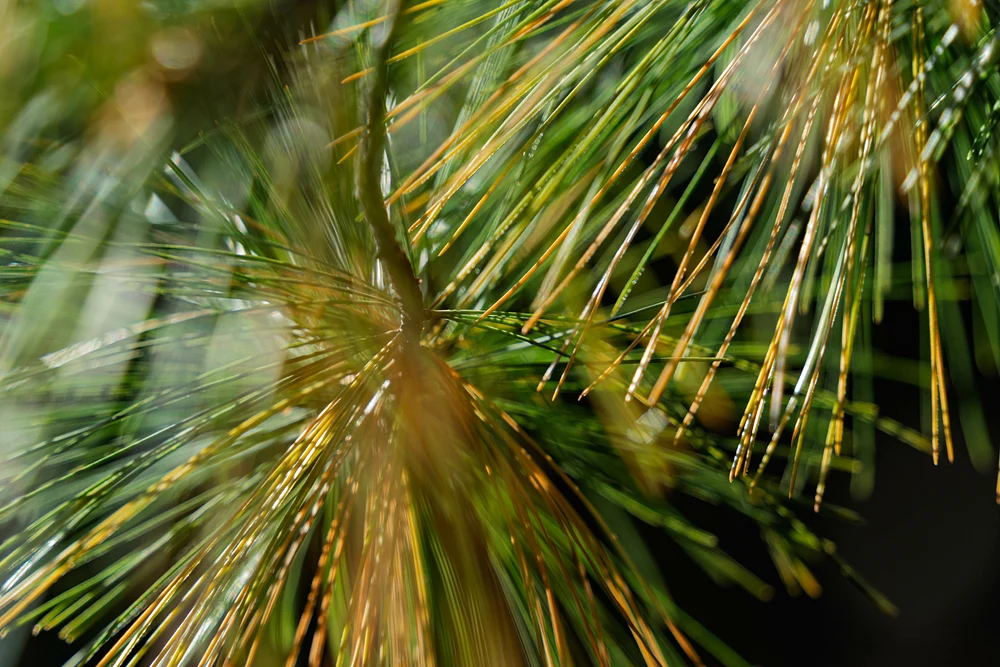 Needles