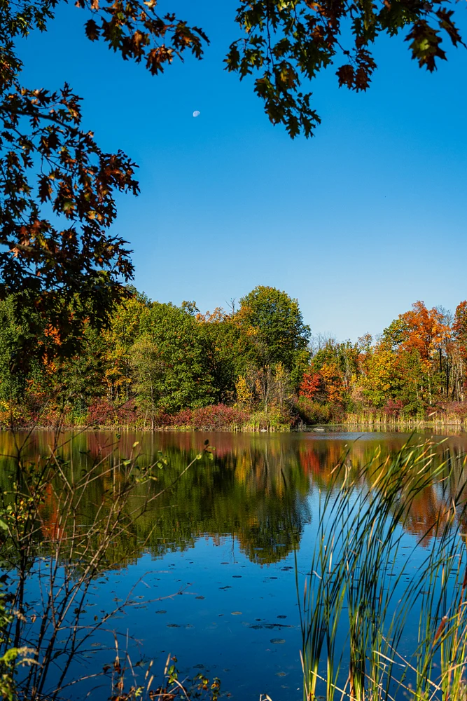 Nature's Palette
