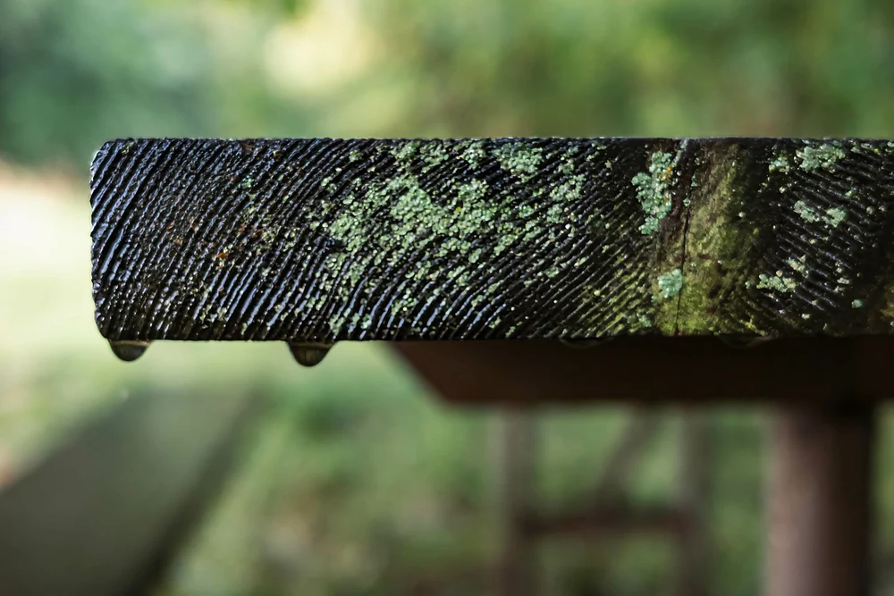 Edge