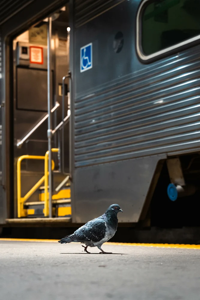 No Thanks; I'll Fly