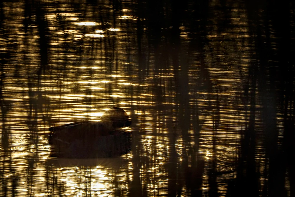 In The Reeds