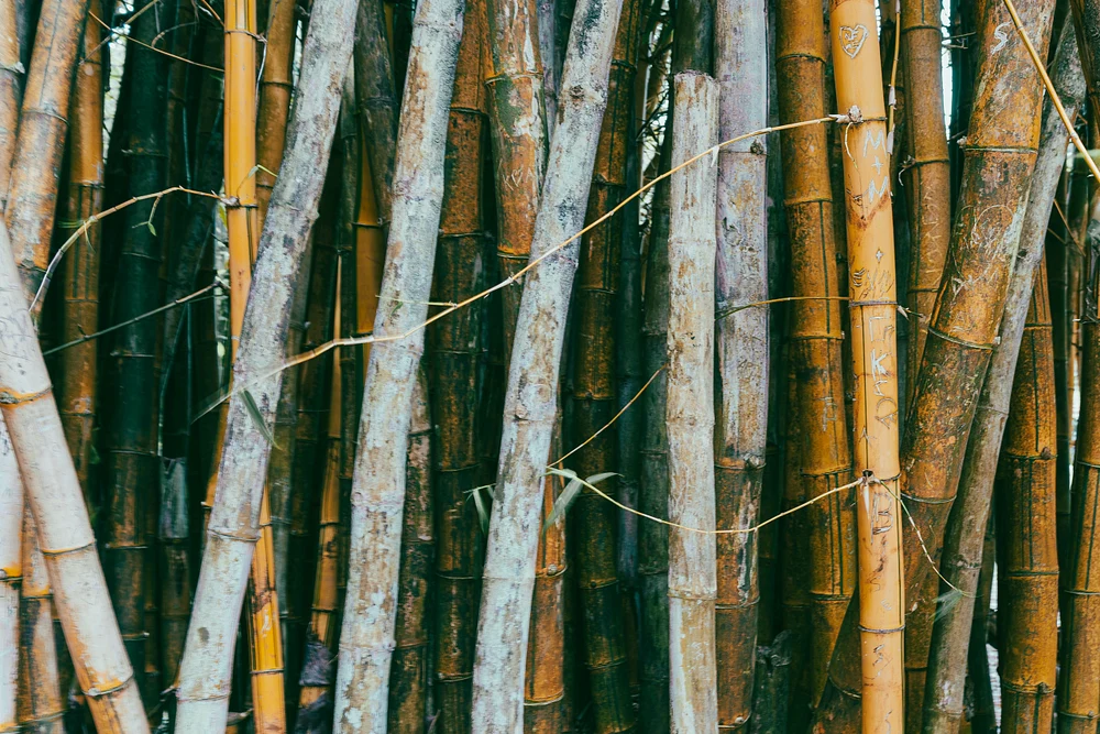 Bamboo Stand
