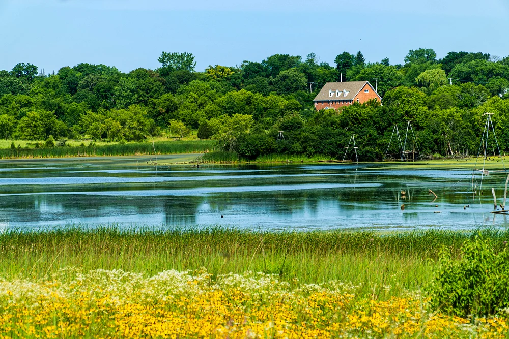 Almond Marsh