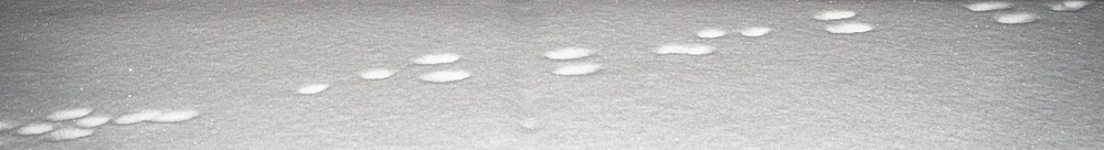 First Tracks