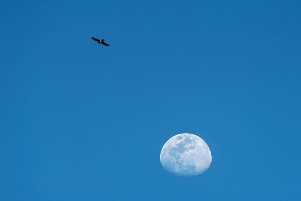 Timing Is Everything - 2024 - Jeff Marcowitz Photography