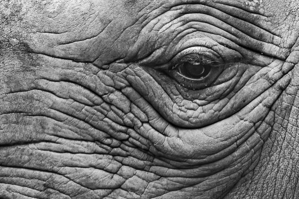 Eye See You - 2024 - Jeff Marcowitz Photography
