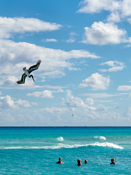 Dive! - 2024 - Jeff Marcowitz Photography