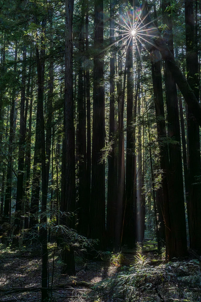 Redwoods 3