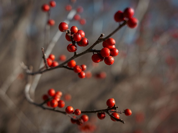 Winter Berries - Visual Notes - Jeff Marcowitz Photography