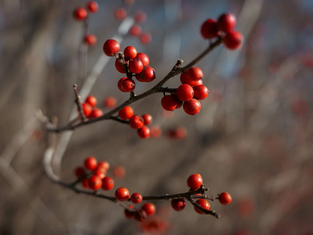 Winter Berries
