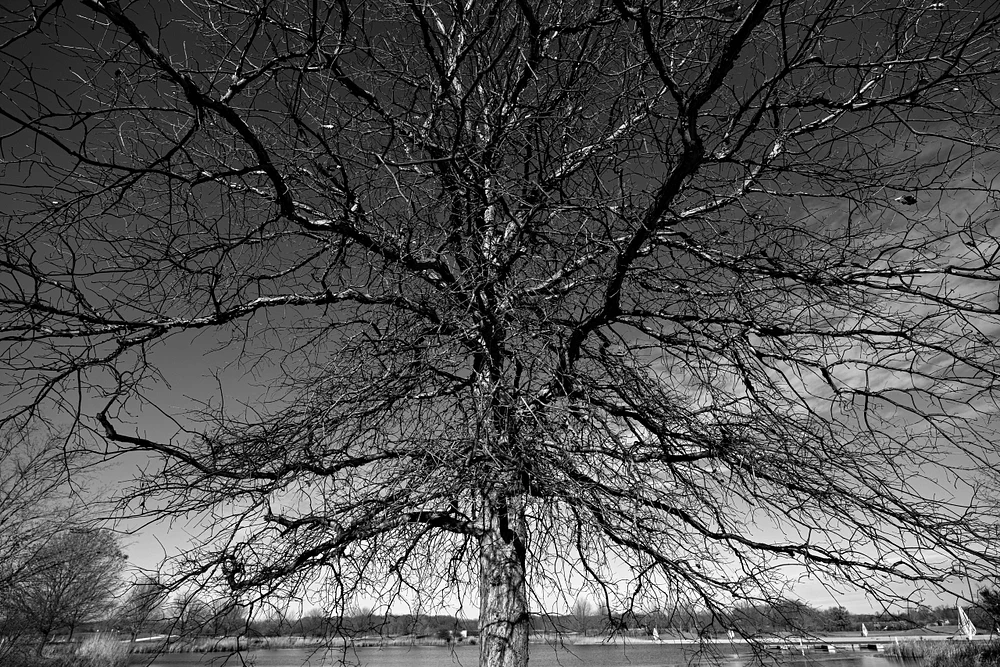 Neural Network 1