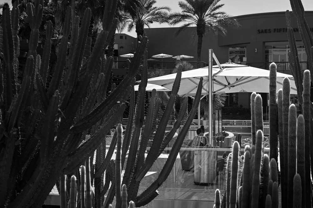 Cacti Enclave