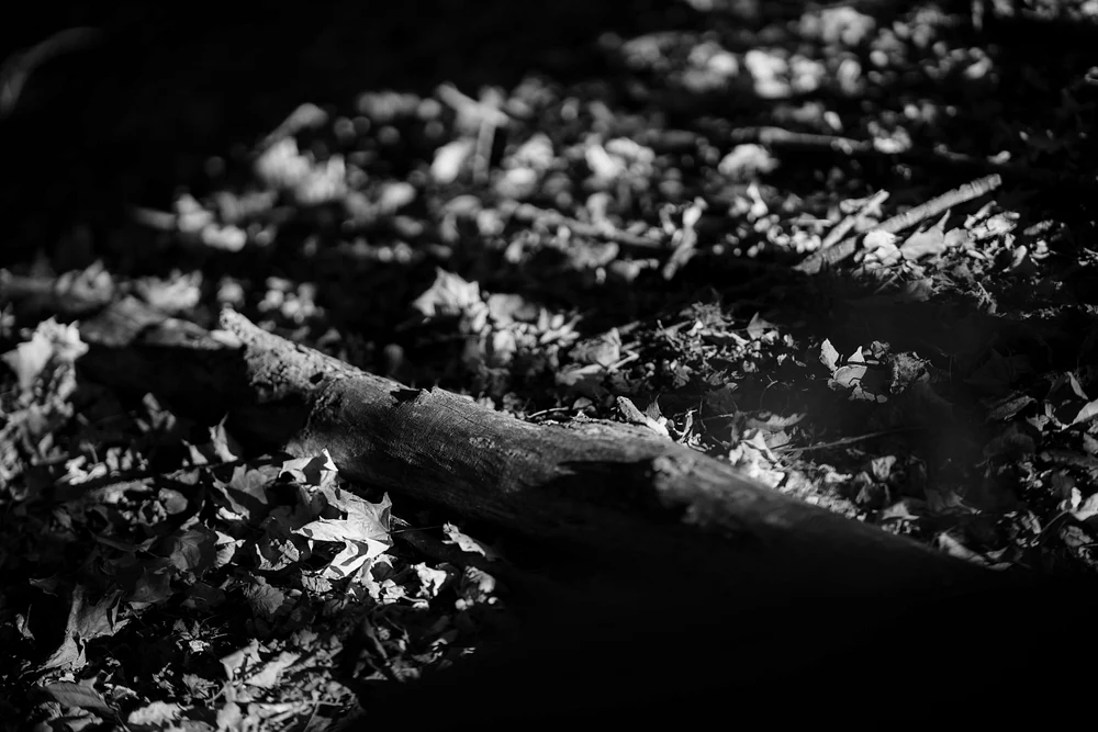 Leaves and Logs