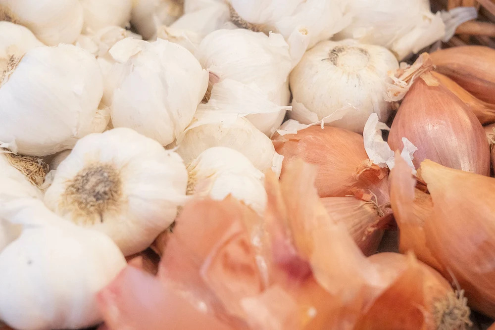 Garlic