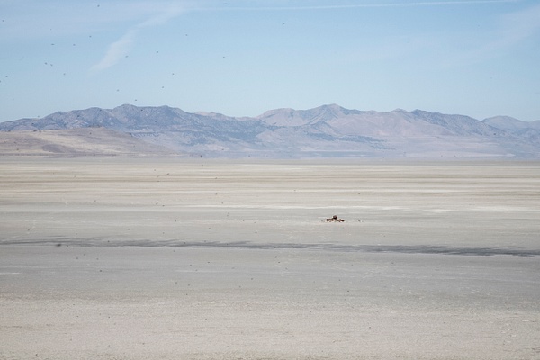 mharmon-3904 - Save The Great Salt Lake - MaKenna Harmon Photography