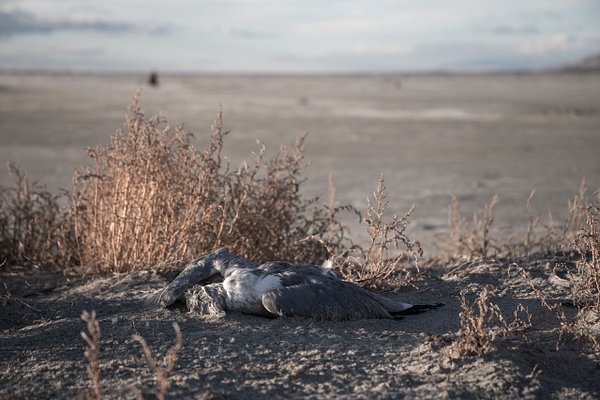 activism-0529 - Save The Great Salt Lake - MaKenna Harmon Photography