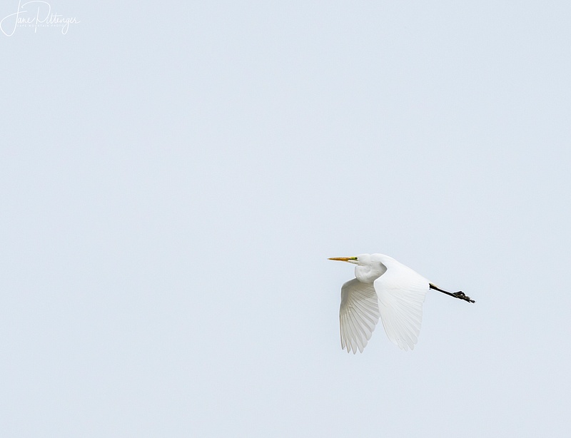White Egret Flying Out of the Mist
