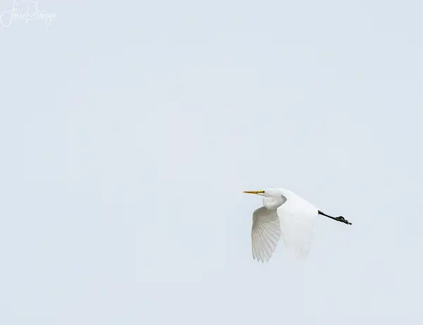 White Egret Flying Out of the Mist by jgpittenger