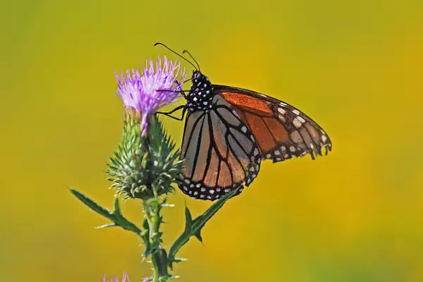 butterfly20a by Gary Acaley