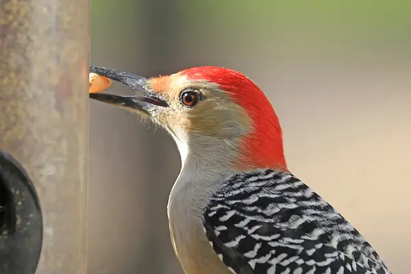 cwoodpecker1 by Gary Acaley
