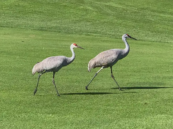 Sand Cranes by Gary Acaley