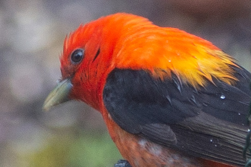 tanager4