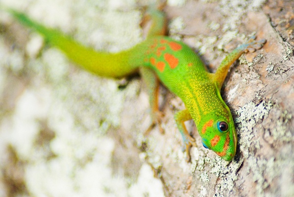 gecko 4 - Big Island Hawaii - Steve Juba