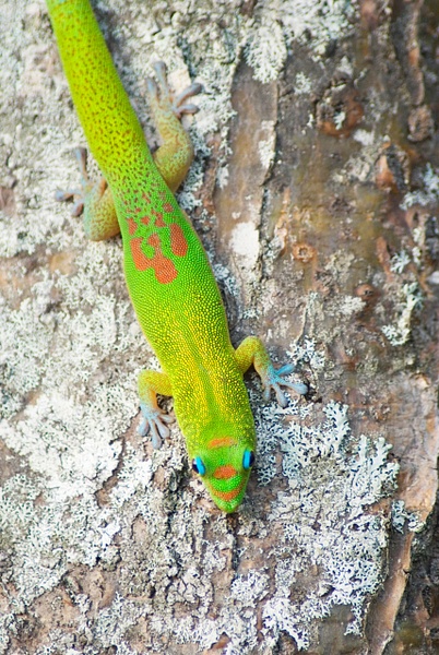 gecko 2 - Big Island Hawaii - Steve Juba