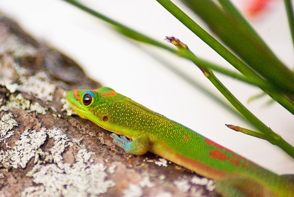 gecko 7 - Big Island Hawaii - Steve Juba 
