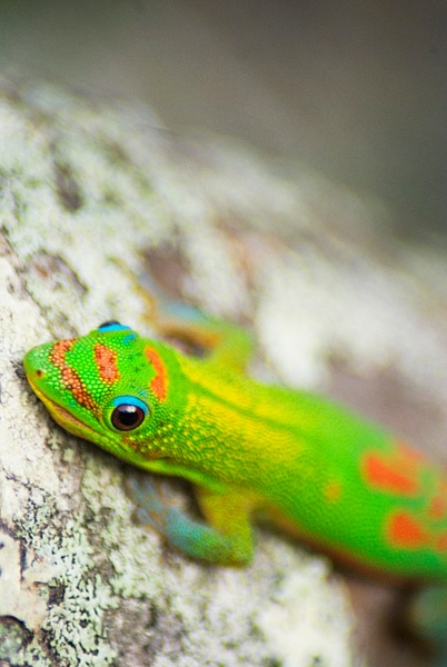 gecko 5 - Big Island Hawaii - Steve Juba