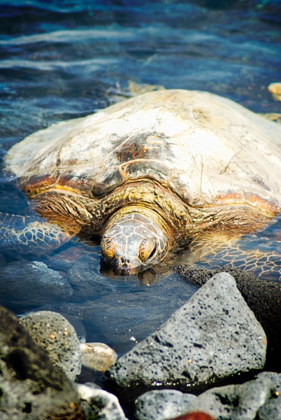 turtle 3 - Big Island Hawaii - Steve Juba