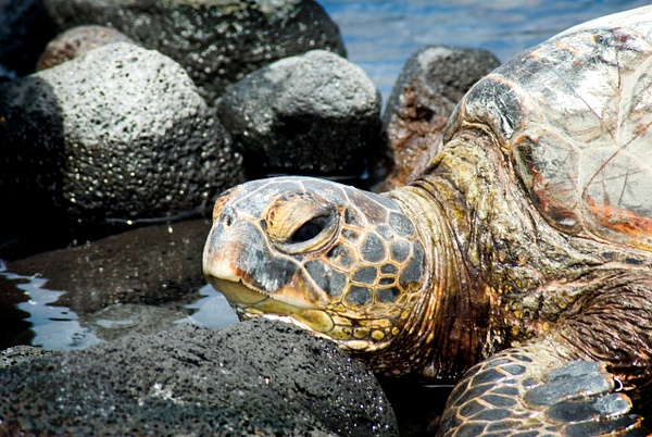 turtle 2 - Big Island Hawaii - Steve Juba