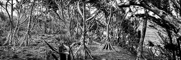 Roots To the Ocean BW - Big Island Hawaii - Steve Juba