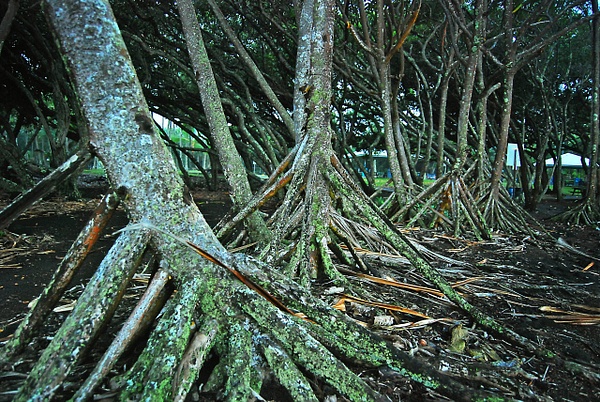 green mangroes - Big Island Hawaii - Steve Juba