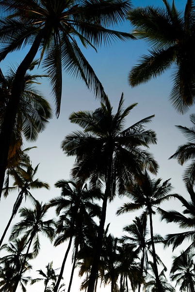 refuge palms - Big Island Hawaii - Steve Juba 