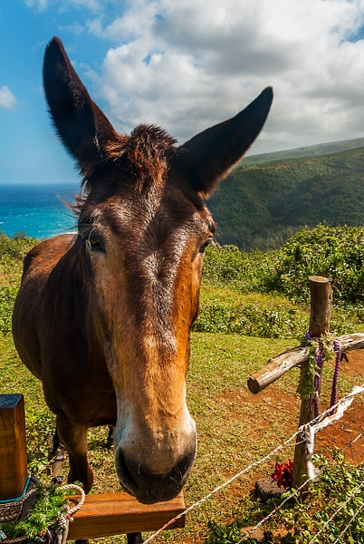 Pololu Horse - Big Island Hawaii - Steve Juba 