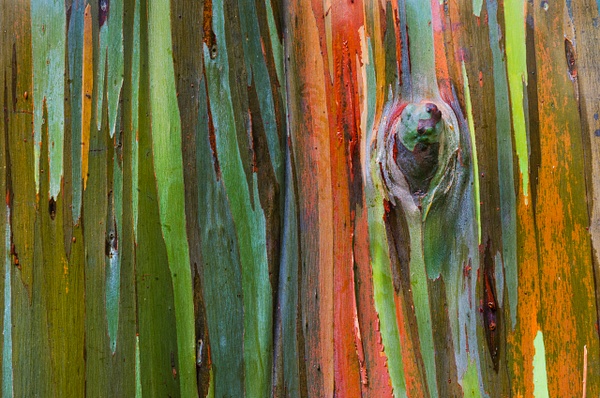 Rainbow Tree Hor tripod - Nature - Steve Juba 