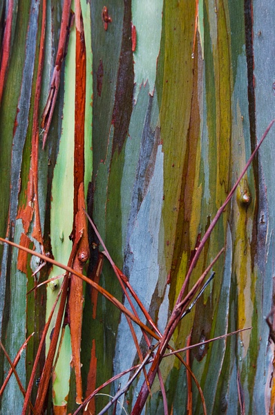 Rainbow Tree Vert stick - Big Island Hawaii - Steve Juba