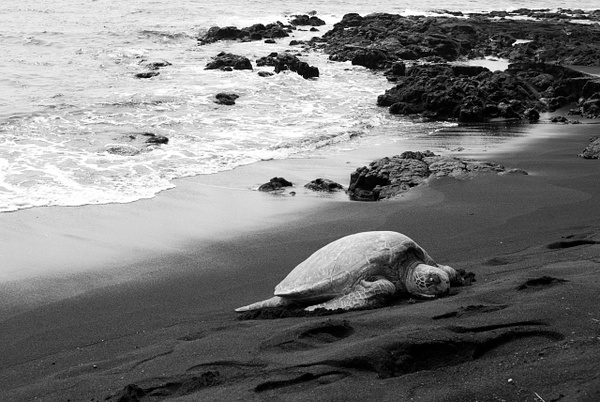 sea turtle landscape bw - Big Island Hawaii - Steve Juba