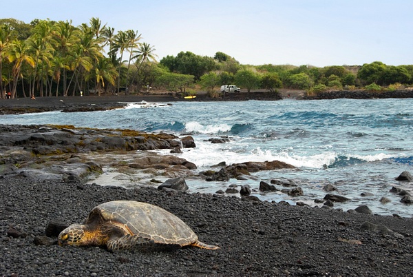 sea turtle landscape 2 - Big Island Hawaii - Steve Juba 