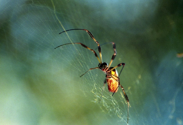 spider - 35 MM - Steve Juba