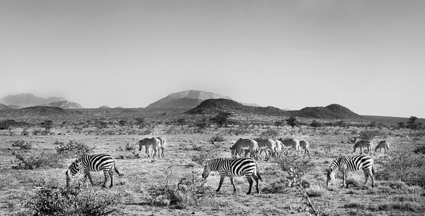 zebra pan bw - Kenya - Steve Juba